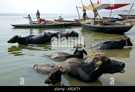 Bufale e barche. Shivala Ghat. Fiume Gange. Varanasi. India Foto Stock