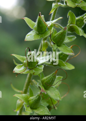 Foxglove comune (Digitalis purpurea) Foto Stock