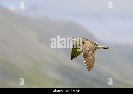 Whimbrel (Numenius phaeopus), volare, Islanda Foto Stock