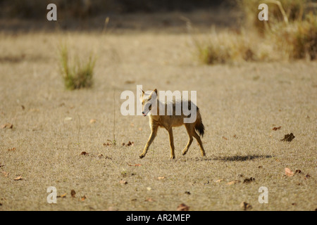 Golden jackal (Canis aureus), in habitat, India, Parco Nazionale di Kanha Foto Stock