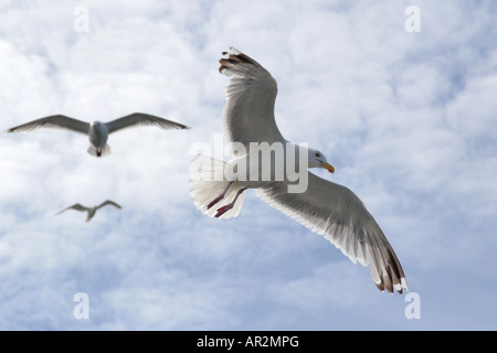 Aringa gabbiano (Larus argentatus), volare in controluce, Norvegia, Insel Froya Foto Stock