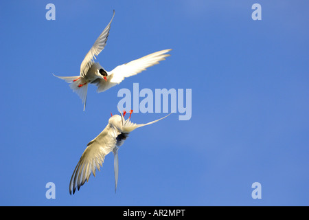 Arctic Tern (sterna paradisaea), combattimenti in volo, Islanda, Snaefellsness Foto Stock