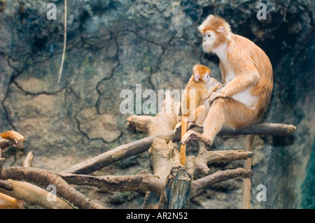 Una famiglia di foglia argentata scimmia, Trachypithecus cristatus, dal sud-est asiatico Foto Stock