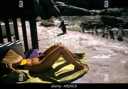 Prendere il sole con i pinguini, Boulders Beach, Simon's Town, nei pressi di Città del Capo, Sud Africa. Foto Stock