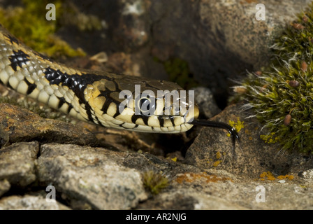 Balkan biscia dal collare (Natrix natrix persa), capretti, Grecia, Lesbo Foto Stock