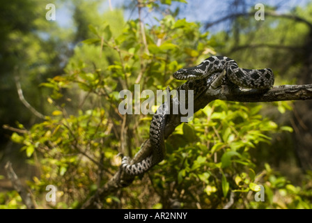 Quattro-rigato snake, giallo biacco (Elaphe quatuorlineata), tipica capretti modellato su un ramo, Grecia, Peloponnes Foto Stock