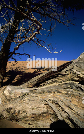 Morto albero camelthorn, Soussusvlei dune, Namib Desert, Namibia, Sud Africa Foto Stock