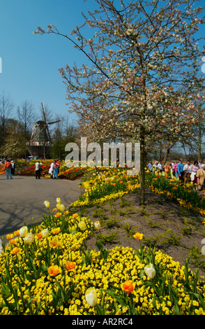 Giardini Keukenhof Lisse Olanda molti colori di tulipani Holland Olanda UE Europa Foto Stock