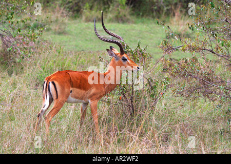 Maschio di antilope africana Impala Aepyceros Melampus con corna di Savannah prateria scrub Masai Mara riserva naturale nazionale del Kenya Foto Stock