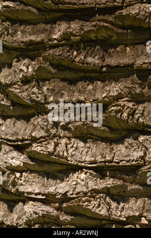 L'isola delle Canarie Data Palm Phoenix canariensis close up della corteccia Kings Park Perth Western Australia Settembre Foto Stock