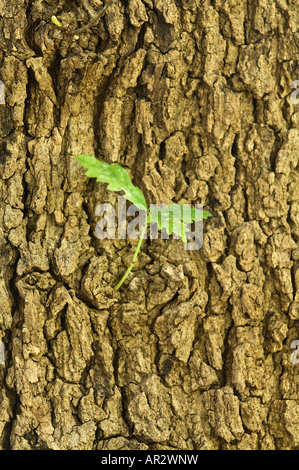 Quercia europea Quercus robur vicino di corteccia con nuovo germoglio cresce il Kings Park di Perth Australia Occidentale Foto Stock