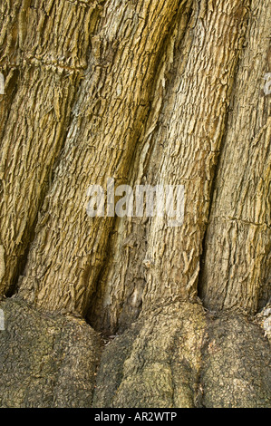 Western Australian Menta piperita Agonis flexuosa close up della corteccia Kings Park Perth Western Australia Settembre Foto Stock