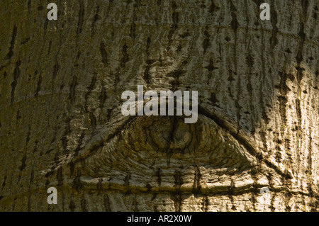 Queensland Lacebark Tree Brachychiton scolorire il nativo di foresta pluviale del Nuovo Galles del Sud e Queensland crescente Il Kings Park di Perth Foto Stock