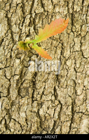 Quercia europea Quercus robur vicino di corteccia con nuovo germoglio cresce il Kings Park di Perth Australia Occidentale Foto Stock