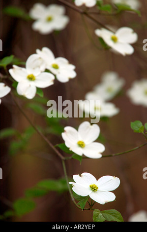 Fioritura sanguinello tree blossom (Cornus florida), Holly Springs National Forest, Mississippi, STATI UNITI D'AMERICA Foto Stock