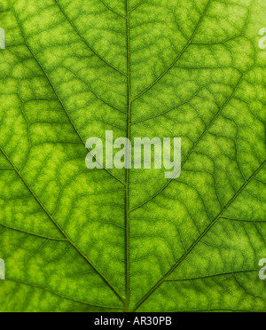 Particolare del foglio Foto Stock