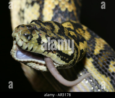 Diamond jungle carpet python morelia spilotes mangiare rat Foto Stock