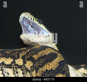Diamond jungle carpet python morelia spilotes Foto Stock