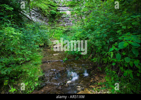 Acqua fredda la molla lungo la parte superiore del Fiume Iowa, Bluffton Fir stato Stand preservare, Winneshiek County, Iowa USA Foto Stock