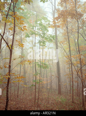 In autunno gli alberi nella nebbia, Pikes Peak del Parco Statale di Iowa USA Foto Stock