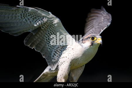 Lanner Falcon Falco biarmicus Foto Stock