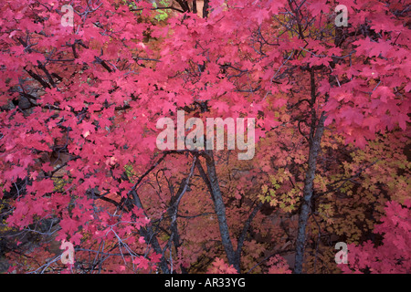Colori autunnali in Zion National Park nello Utah Foto Stock