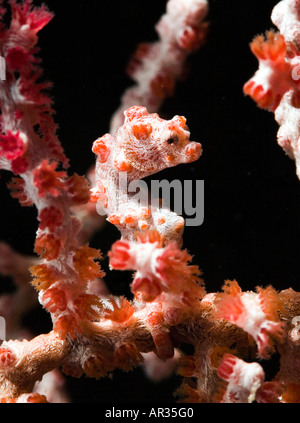 Cavalluccio marino pigmeo, Hippocampus bargibanti, Mabul Island, Malaysia. Foto Stock