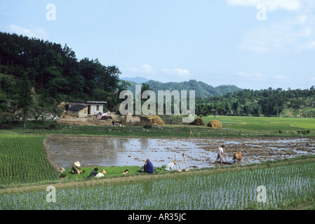 Landscapr rurale del villaggio di persone che lavorano nel loro risaie. Foto Stock