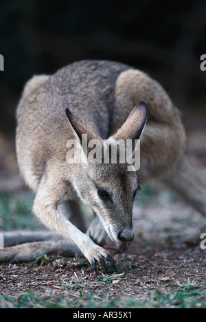 Grigio orientale canguro, Macropus giganteus, Warumbungle NP, Australia Foto Stock