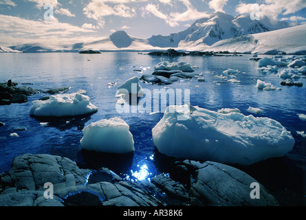 Bird su un glaçon, Port Lockroy, Penisola Antartica, Antartide Foto Stock