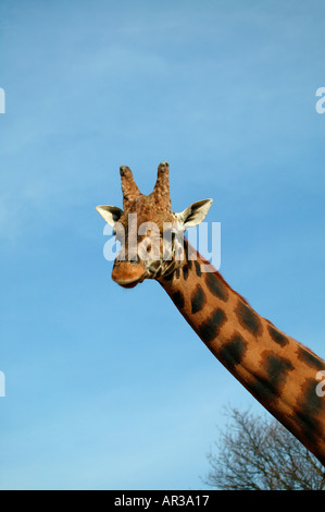 Giraffa con blue sky background a Edinburgh Zoo Scotland Regno Unito Foto Stock