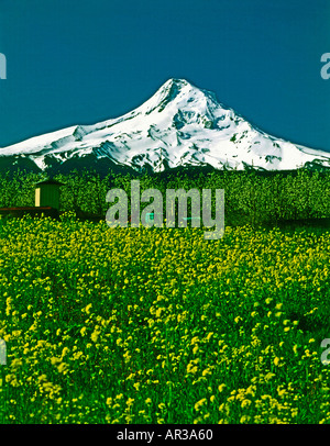 Coperta di neve del Monte Cofano guarda alla fioritura frutteti e prati erbosi del cofano sulla Valle del fiume in Oregon Foto Stock