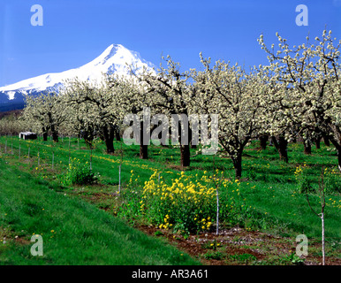 Coperta di neve del Monte Cofano guarda alla fioritura frutteti e prati erbosi del cofano sulla Valle del fiume in Oregon Foto Stock