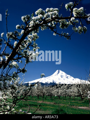 Coperta di neve del Monte Cofano guarda alla fioritura frutteti e prati erbosi del cofano sulla Valle del fiume in Oregon Foto Stock