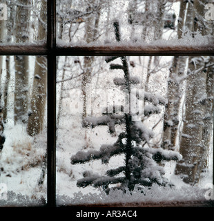 Guardando attraverso una finestra nevoso in un freddo snowy scena all'aperto Foto Stock