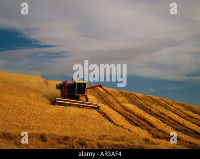 La raccolta di frumento con una mietitrebbia vicino Colfax nel Palouse graingrowing area di Washington orientale Foto Stock