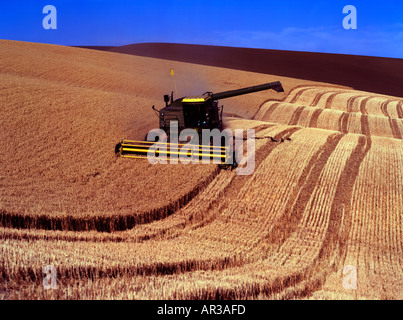 La raccolta di frumento con una mietitrebbia vicino Colfax nel Palouse graingrowing area di Washington orientale Foto Stock