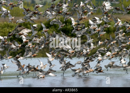 Panic partenza del gregge di Godwits a velme Miranda Santuario aperto Isola del nord della Nuova Zelanda Foto Stock