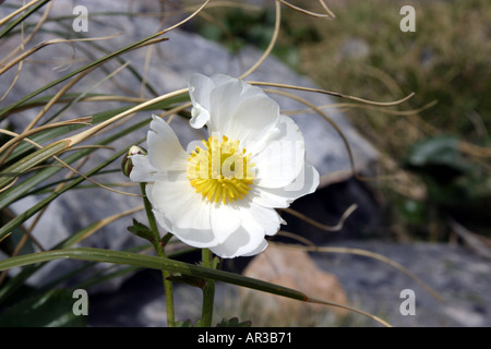 Mt Cook Lily Isola del Sud della Nuova Zelanda Foto Stock