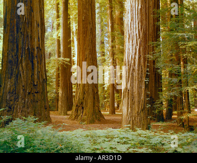 Alberi di Sequoia Forest in California USA Foto Stock