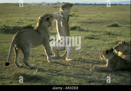 Giovane leonessa in piedi sulle sue zampe posteriori e pacche suo zampe anteriori sulla testa di un giovane maschio di Lion come essi svolgono lotta e romp Foto Stock