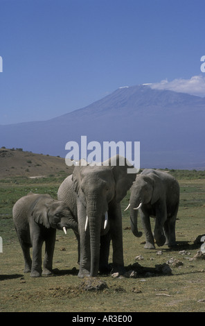Elefante femmina con i giovani vitelli in Amboseli National Park in Kenya Africa orientale Foto Stock