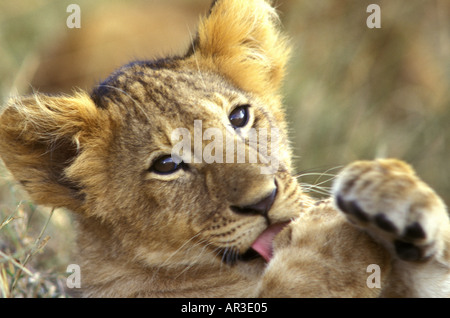 Close up ritratto di Giovane LION CUB leccare la zampa con la sua linguetta rosa Foto Stock