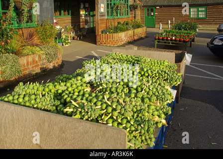 Farm shop locali all'aperto con banco del self service i cavoletti di Bruxelles sullo stelo Foto Stock