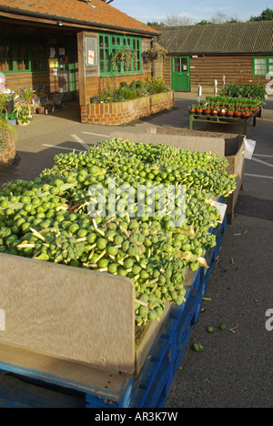 Farm shop locali all'aperto con banco del self service i cavoletti di Bruxelles sullo stelo Foto Stock