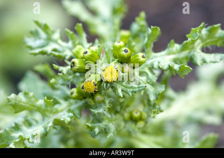 Groundsel Senecio vulgaris Foto Stock