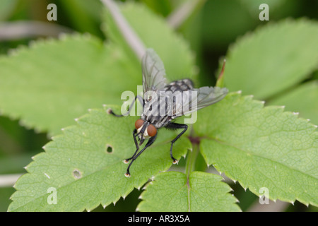 Volare su una foglia probabilmente Flesh-Fly Sarcophaga carnaria Foto Stock