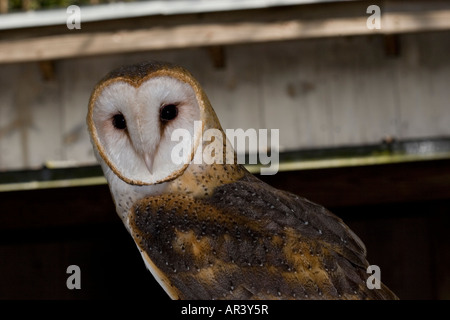 Ritratto di un bel fienile, Tyto alba Foto Stock