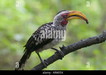 Un Southern giallo-fatturati Hornbill feed su un insetto questo South African bird alimenta sulla superficie del terreno nonché in arbusti Foto Stock