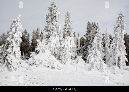 Parco Nazionale di Yellowstone in inverno gelo della neve alberi coperti Foto Stock